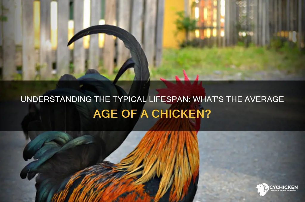 what us the averge age of a chicken