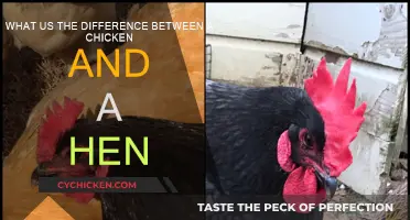 Chicken vs. Hen: What's the Difference?