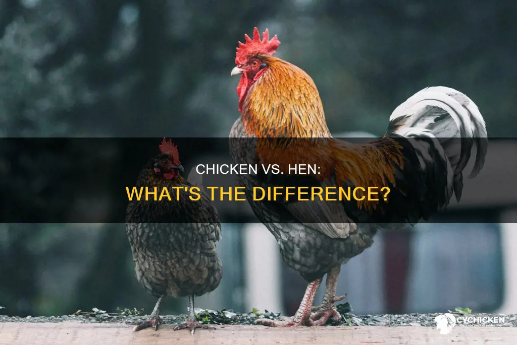 what us the difference between a chicken and a hen