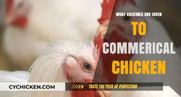 Essential Vaccines for Commercial Chickens: Protecting Poultry Health and Productivity