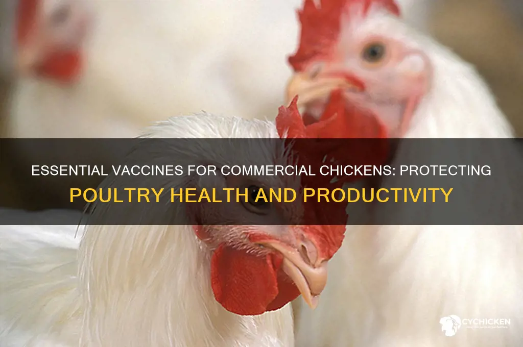 what vaccines are given to commerical chicken