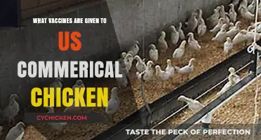Essential Vaccines Administered to Commercial Chickens for Health and Productivity