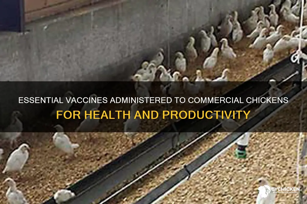 what vaccines are given to us commerical chicken