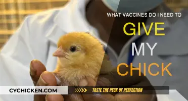 Chick Vaccines: What You Need to Know