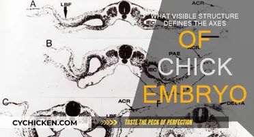 Visible Axes: The Chick Embryo's Formative Structures