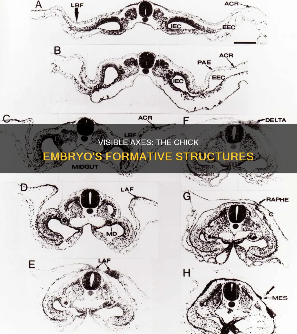 what visible structure defines the axes of chick embryo