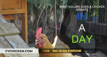 How Much Pee Does a Chicken Produce Daily?