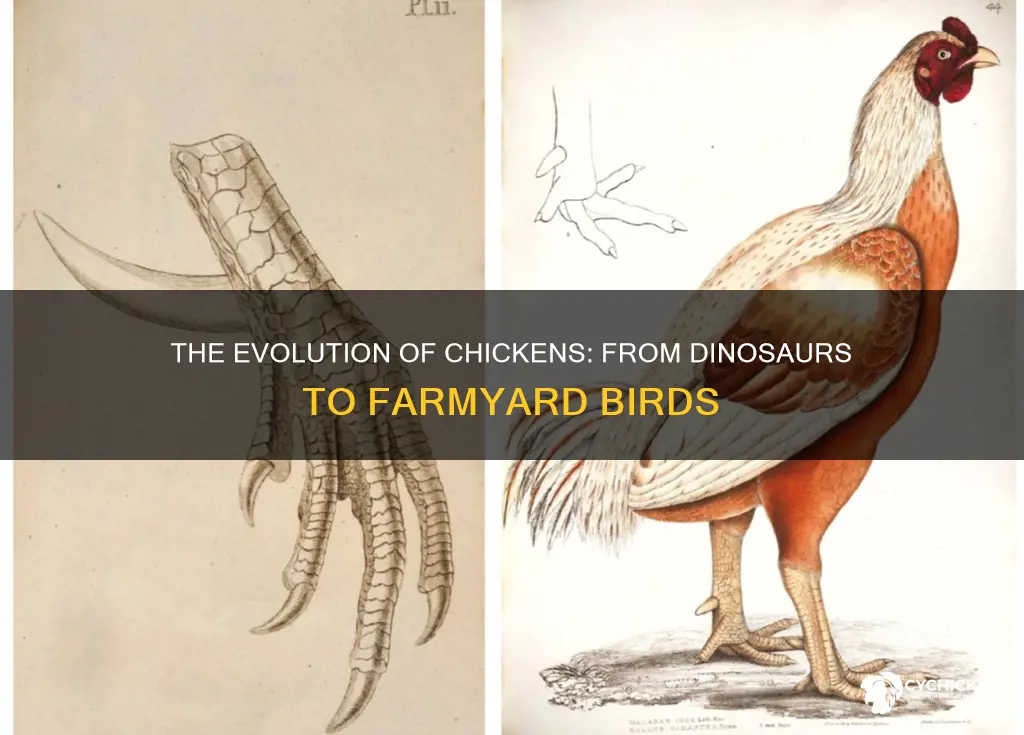 what was a chicken before it was a chicken