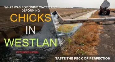 How Toxic Waste Poisoned Westland's Water and Birds