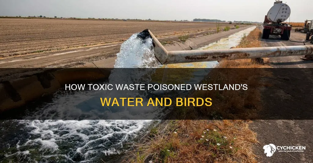 what was poisoning water and deforming chicks in westlands