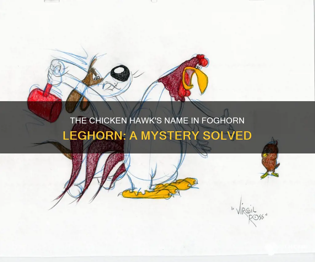 what was the chicken hawks name in foghorn leghorn