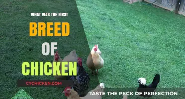 Unveiling the Ancient Origins of the World's First Chicken Breed