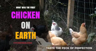 Unveiling the Origins: The First Chicken's Ancient Earthly Beginnings