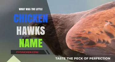 Unveiling the Adorable Name of the Little Chicken Hawk