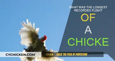 Epic Chicken Flight: How Far Did It Go?