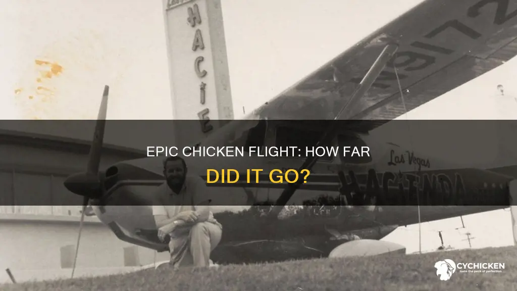 what was the longest recorded flight of a chicken