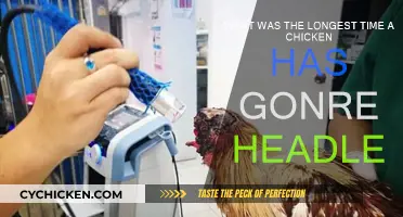 Headless Chicken's Surprising Survival: How Long Can They Last?