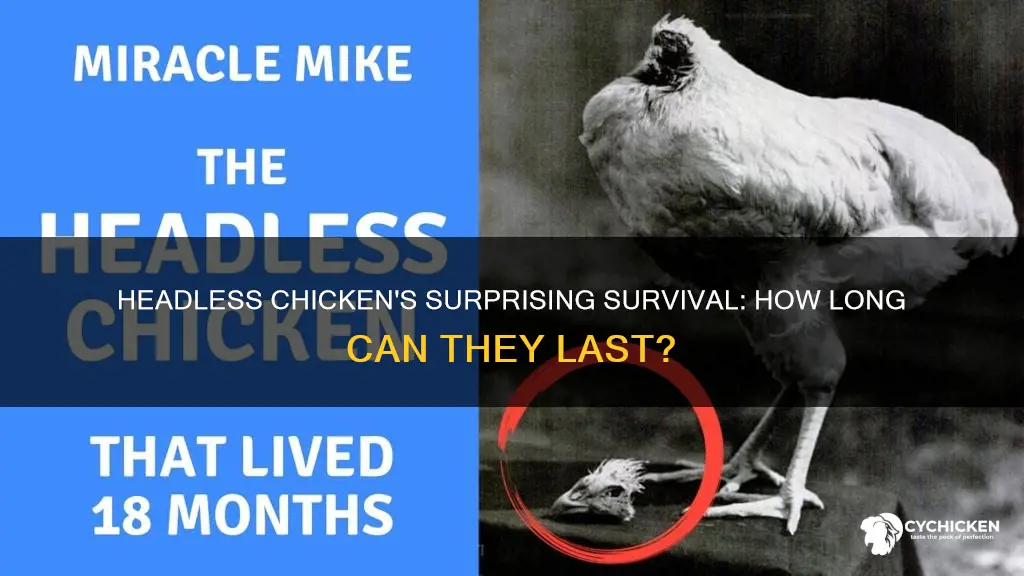 what was the longest time a chicken has gonre headless