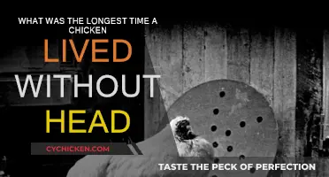 Headless Chicken's Unbelievable Survival Story
