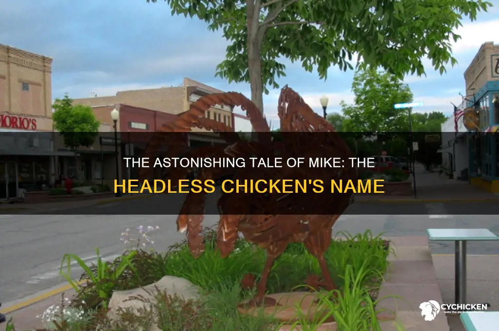 what was the name of the headless chicken