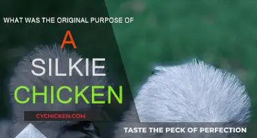 The Silkie Chicken: Ancient Origins and Purpose
