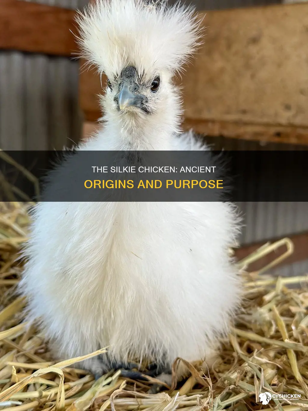 what was the original purpose of a silkie chicken