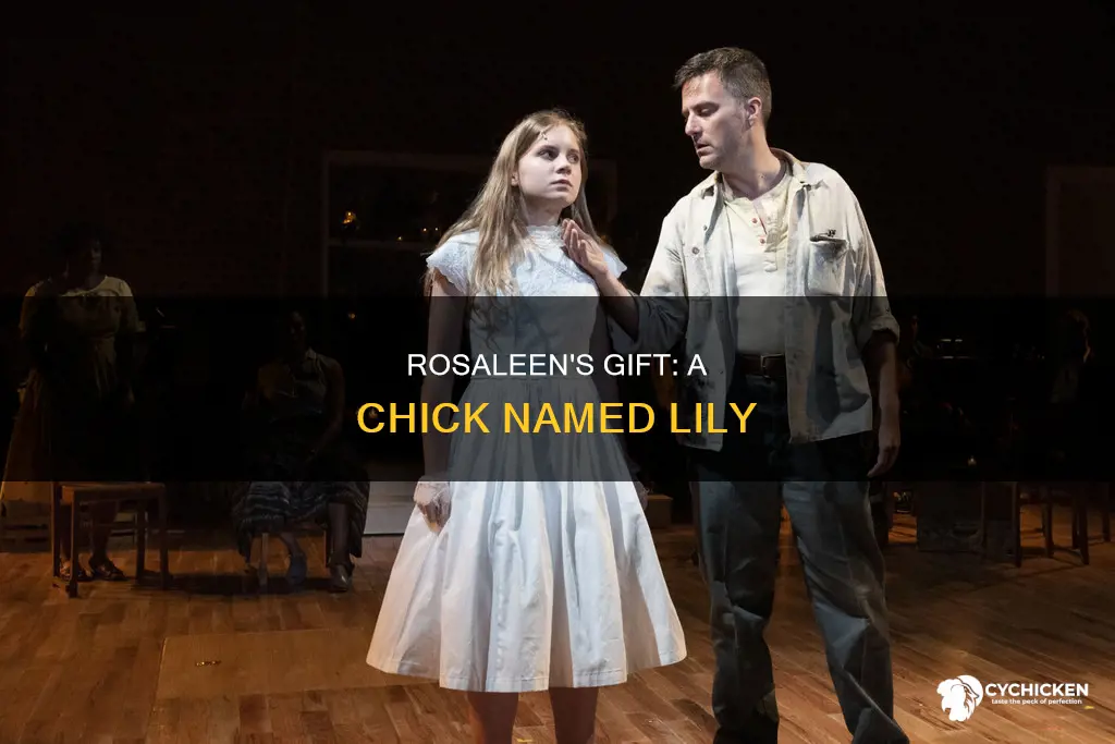 what was the thing where roasleen got lily the chick