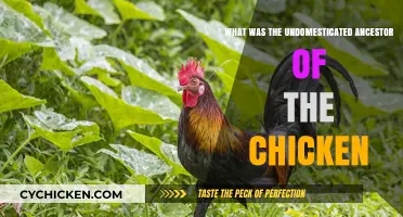 Unveiling the Wild Roots: The Undomesticated Ancestor of Chickens