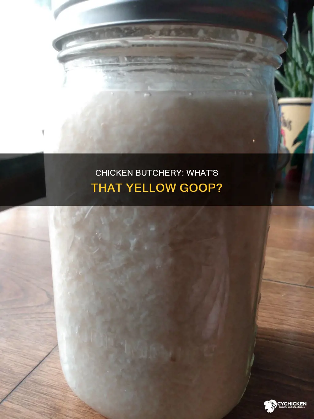 what was the yellowish goop in the chicken being butchered
