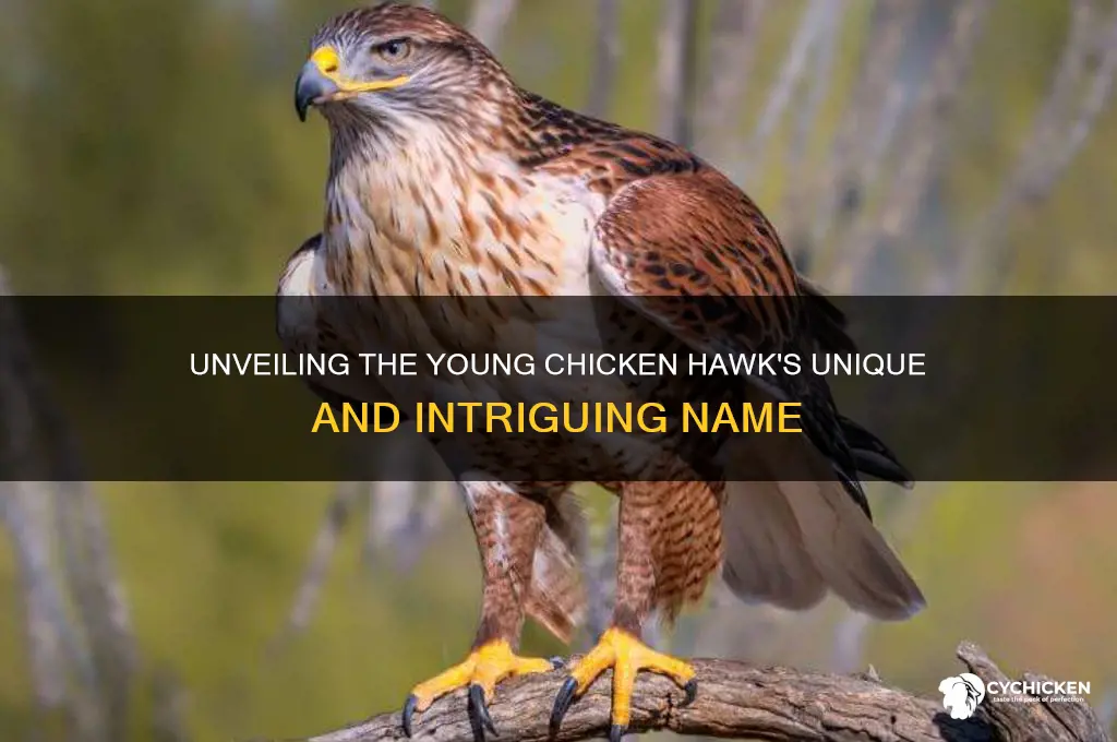 what was the young chicken hawks name