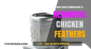 Optimal Water Temperature for Efficient Chicken Feather Removal Guide