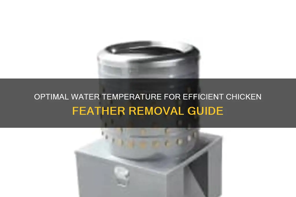 what water temperature to removing chicken feathers