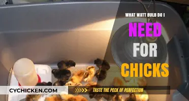 Choosing the Right Wattage Bulb for Your Baby Chicks' Brooder