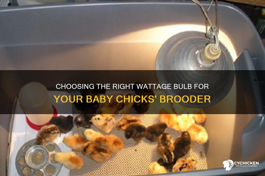 what watt bulb do i need for chicks