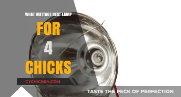 Choosing the Right Heat Lamp Wattage for Your 4 Chicks