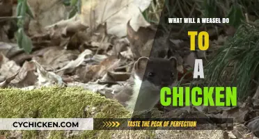 Weasels and Chickens: Understanding Predatory Behavior in Your Coop