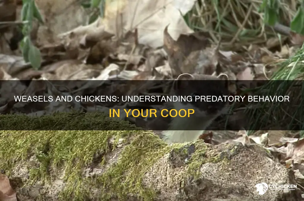 what will a weasel do to a chicken