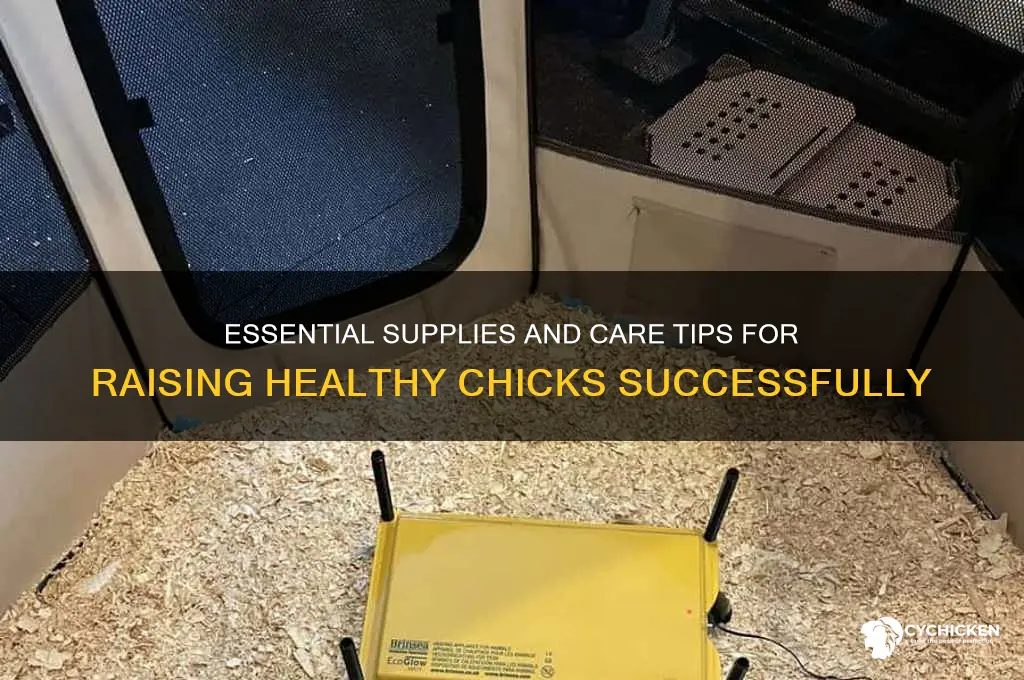 what will be needed to raise chicks