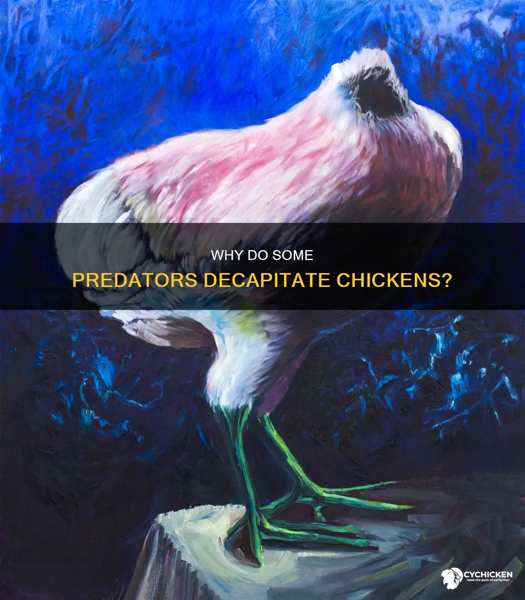 what will behead a chicken and leave it body