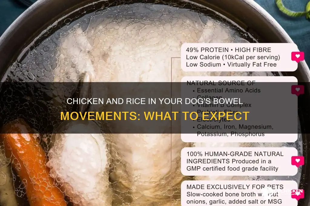 what will chicken and rice look like bowels for dog