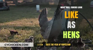From Fluff to Feathers: Predicting Your Chick’s Future Hen Appearance