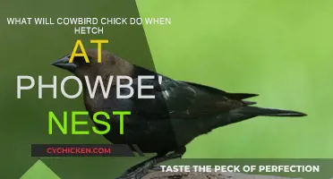 Cowbird Chick Intrigue: Phoebe Nest Mystery