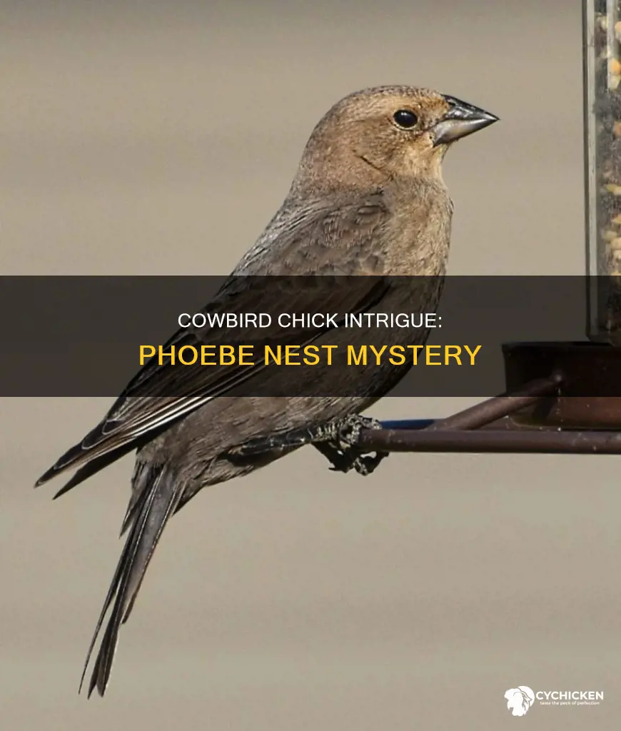 what will cowbird chick do when hetch at phowbe
