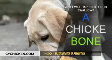 Dog Swallows Chicken Bone: What Are the Risks?