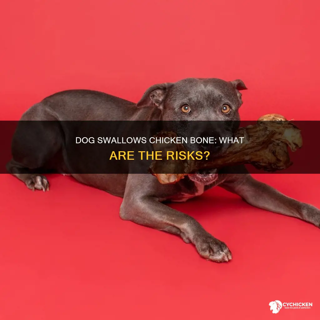 what will happen if a dog swallows a chicken bone