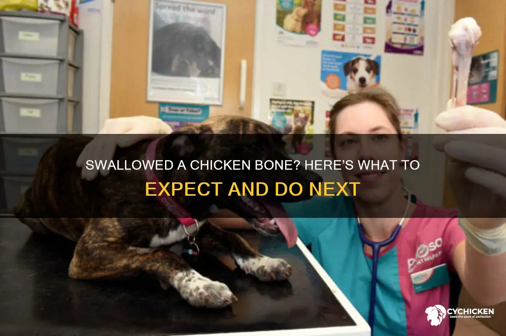 what will happen if i swallow chicken bone