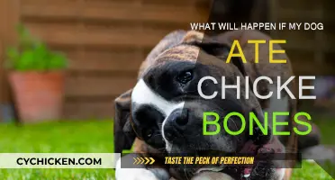Chicken Bones: A Dog Owner's Worst Nightmare