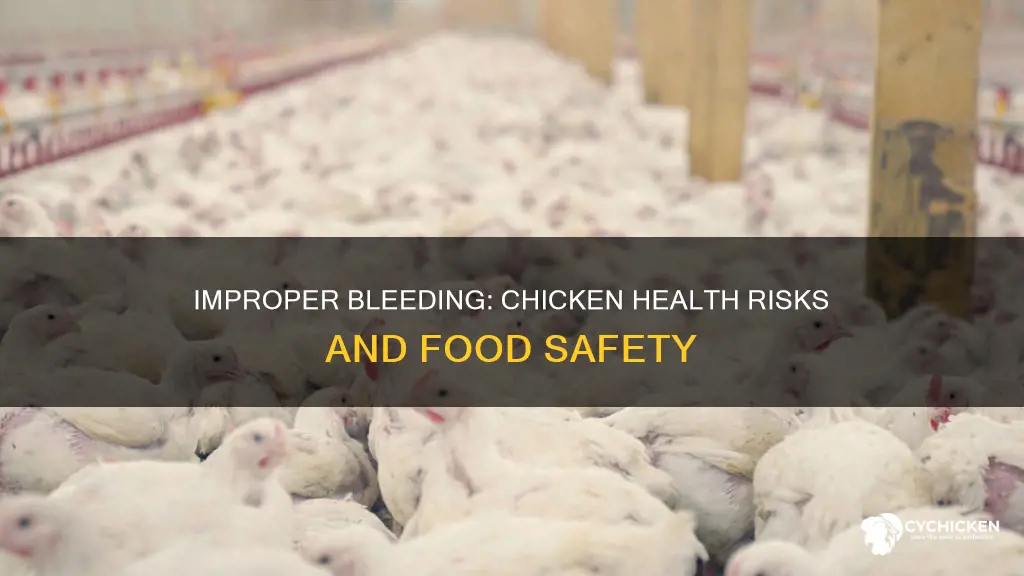 what will happen if the chicken was not bled properly