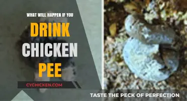 Drinking Chicken Pee: Potential Risks and Health Consequences Explained
