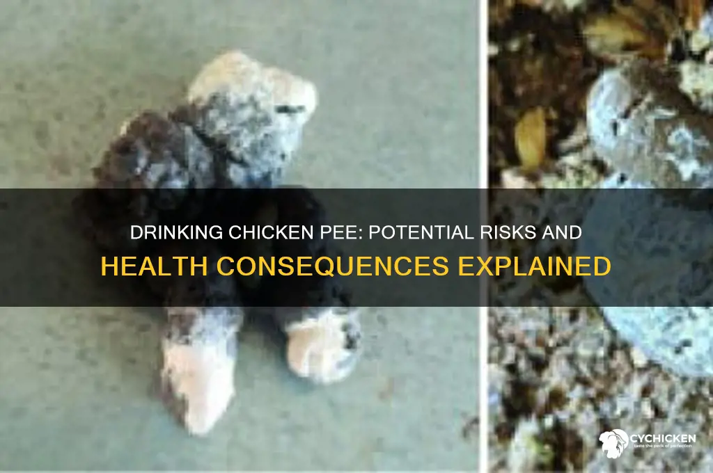 what will happen if you drink chicken pee